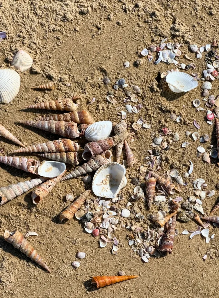 Coquillage, plage, vietnam