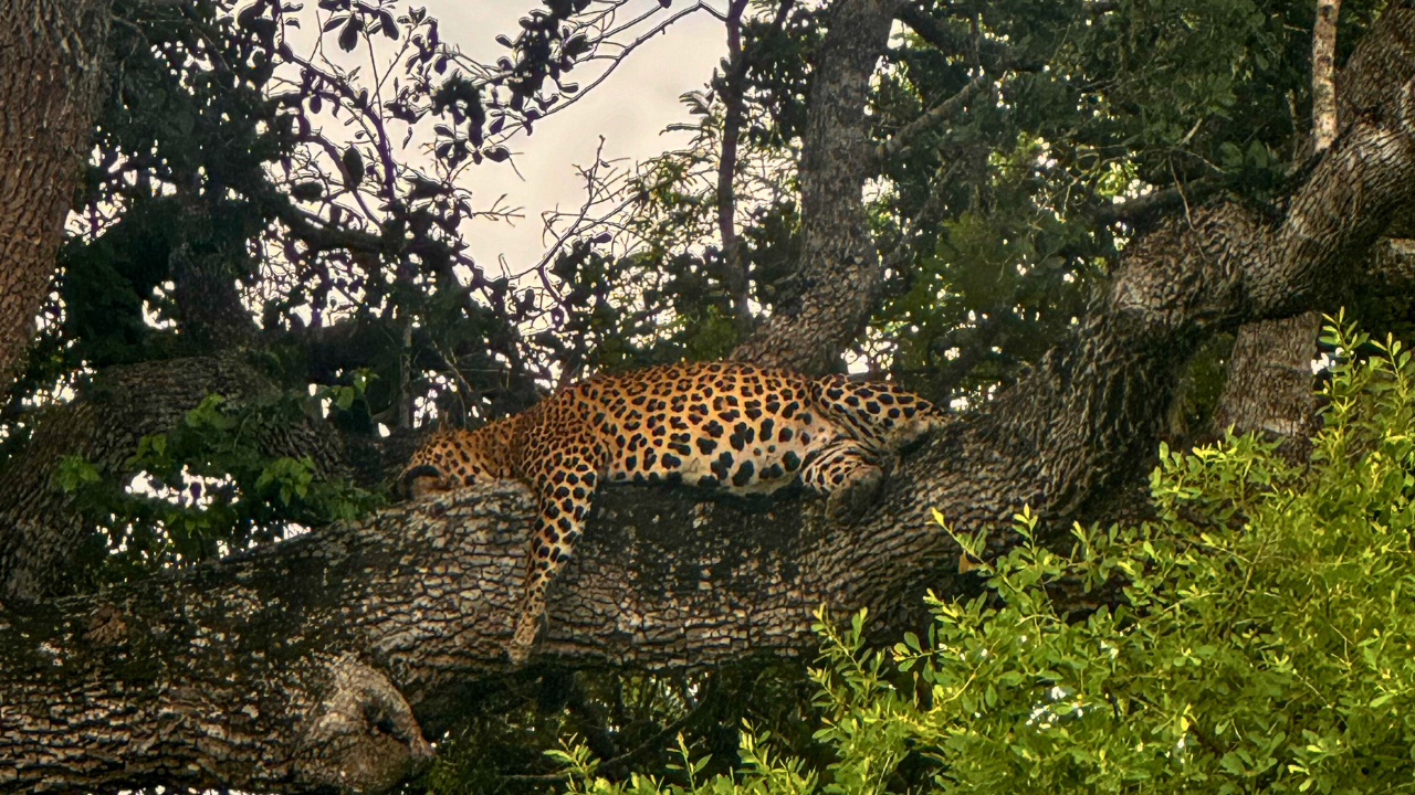 Miniature-4 Yala Safari - What lu sees