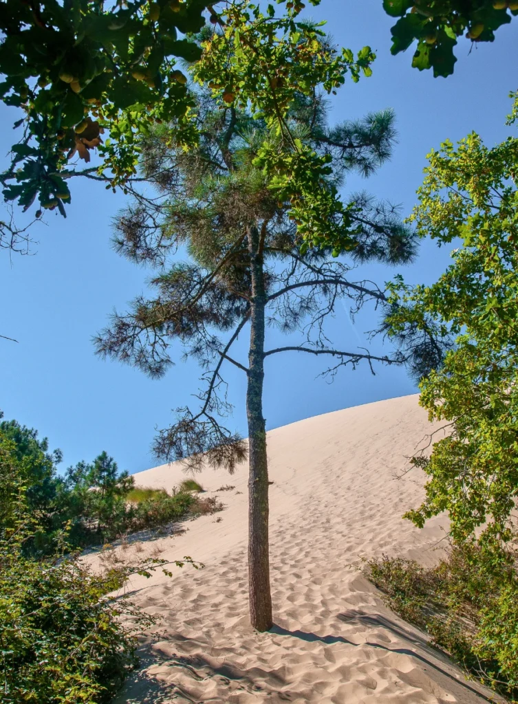 Dune du Pilat