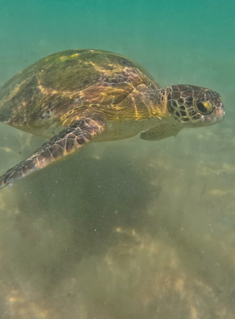 Turtle Beach Point - Mirissa