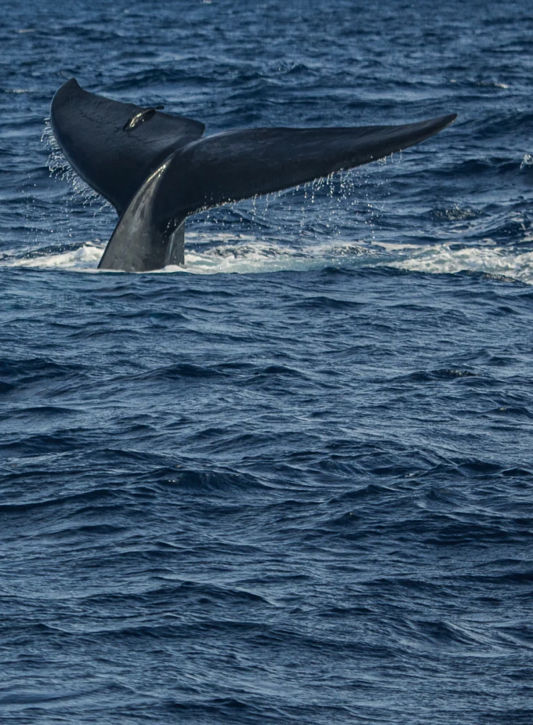 Observation des baleines - Mirissa