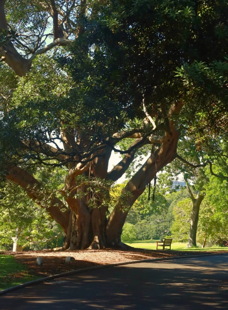 Botaic Garden, Sydney