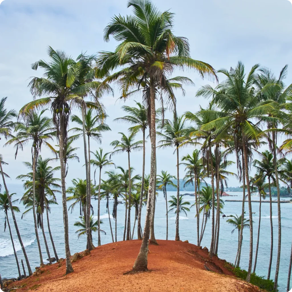 Coconut Hills, Mirissa