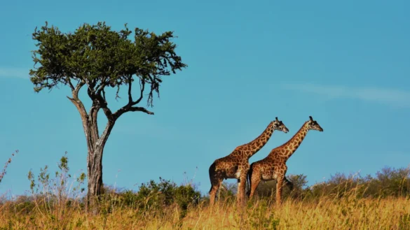 Afrique