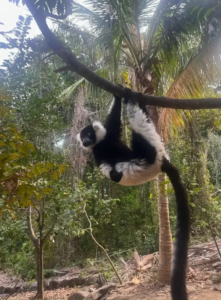 Lémuriens Madagascar